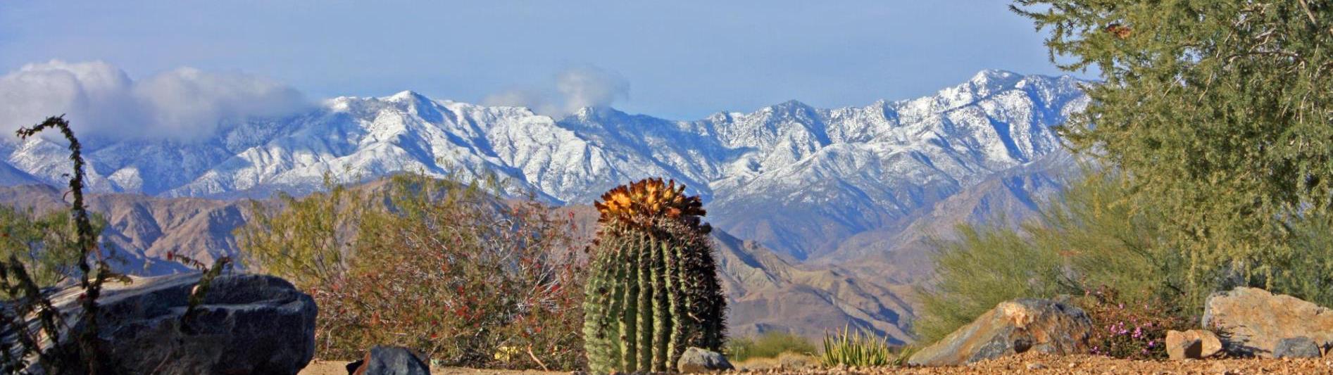 cactus
