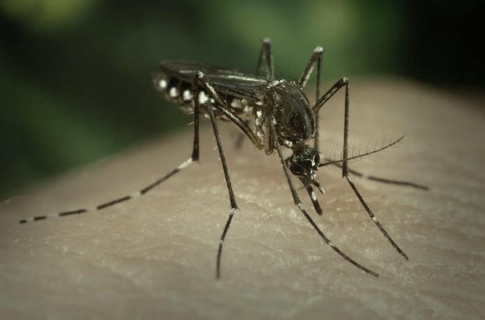 Upcoming Mosquito Control Treatments in Palm Desert
