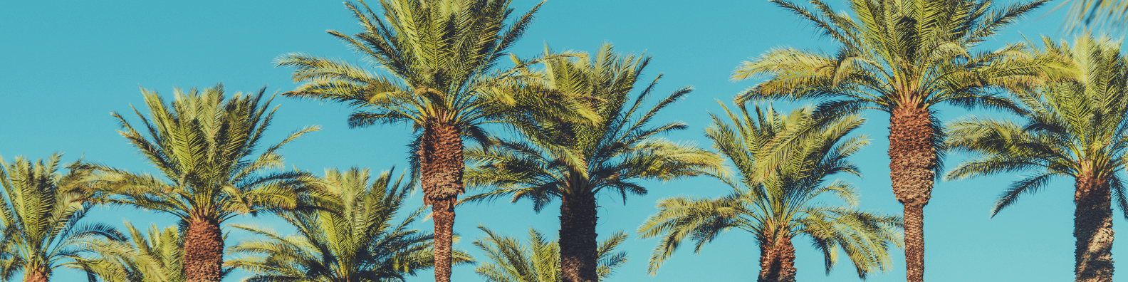 Tree Banner