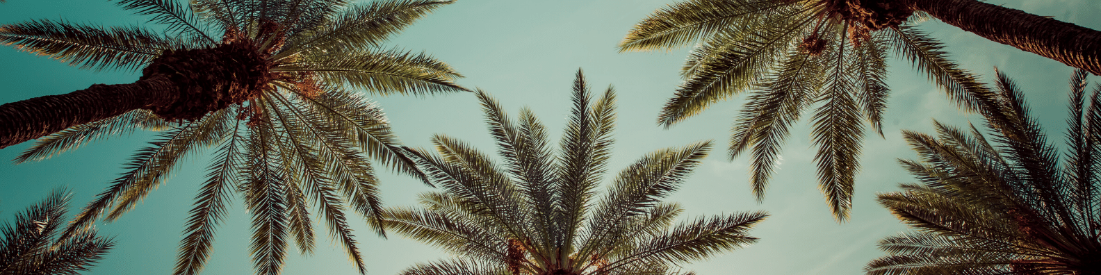 Banner - Palm Tree from Below