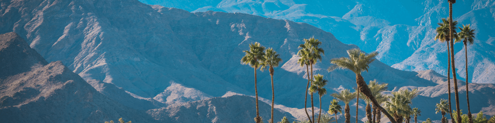 Banner - Bent Palm Trees