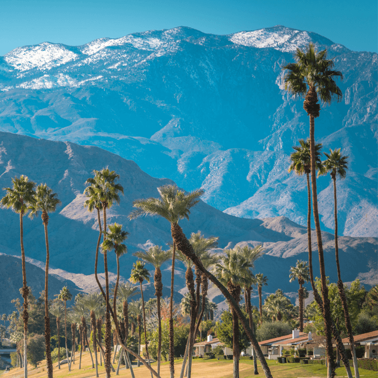 palms and mountains resize