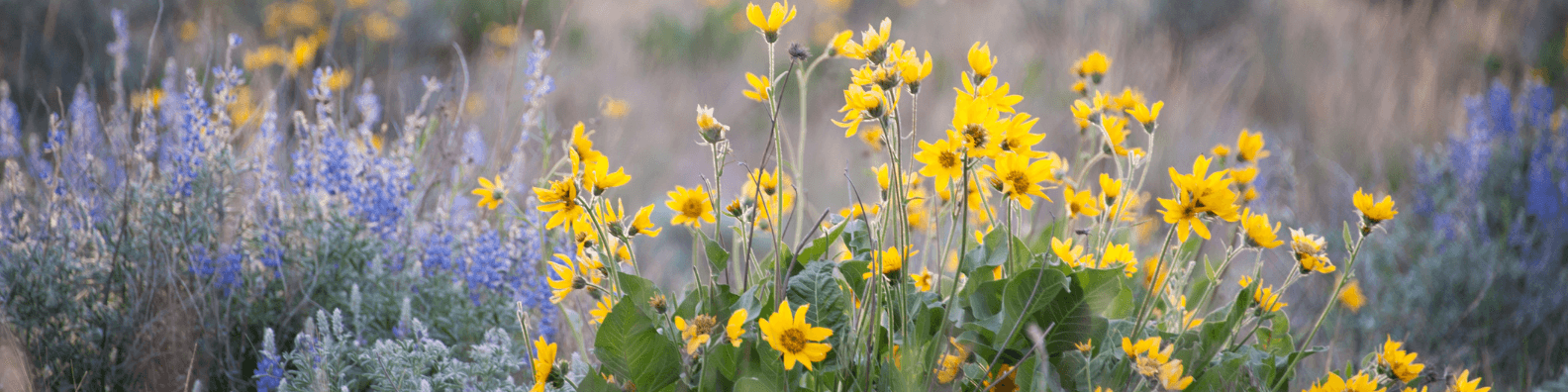 Wildflowers Compressed
