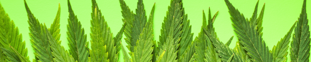 Cannabis Banner